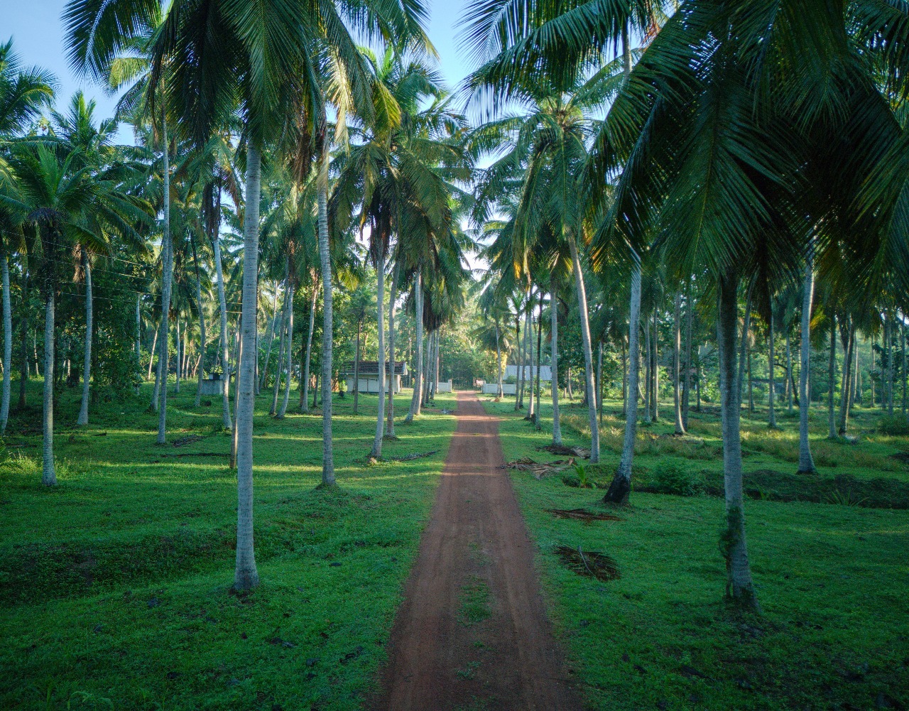 20-acre Coconut